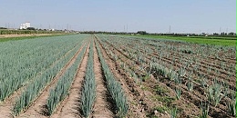 葱地减产“铡刀”：茎基腐