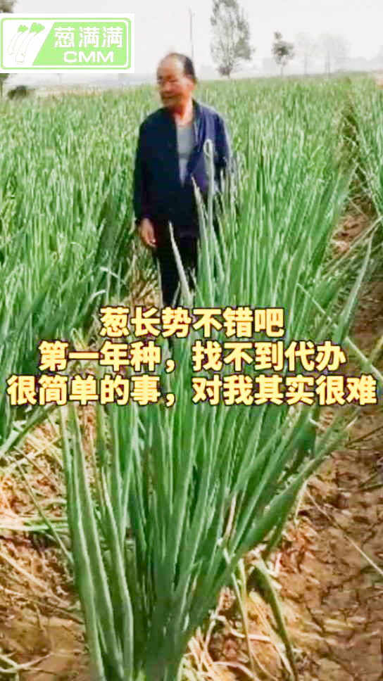 葱满满帮助葱农出售大葱