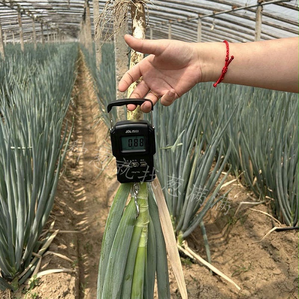 晚抽神成单株重量实测