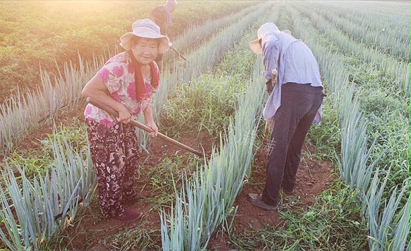 大葱人工除草