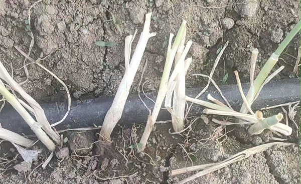 大葱移栽后浇水被烫死