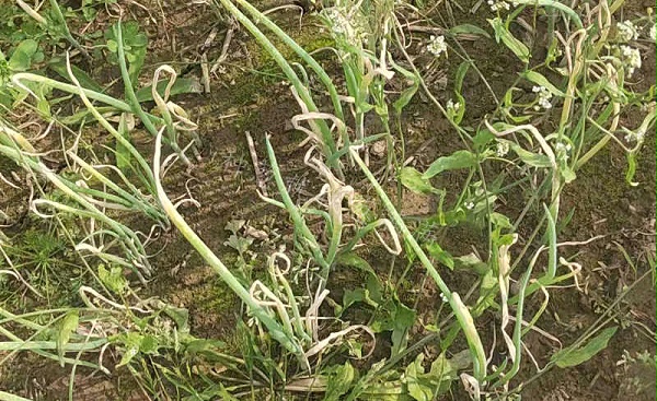 除草剂药害河南淮阳_副本