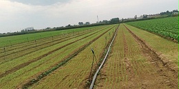 大葱育苗应该选择什么土壤？苗床打畦如何操作？