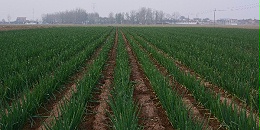 大葱种植技术:越冬种植的大葱如何做好水肥管理
