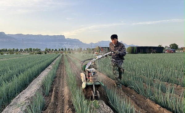 葱满满基地大培土