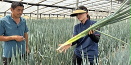 夏丹丹：赤诚丹心照葱田