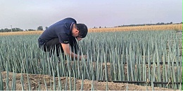 余建华：葱地里的守望者