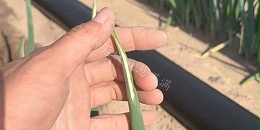 大葱日灼斑如何管理