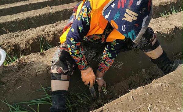 人工移栽