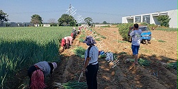 葱满满教您种植大葱的一些具体方法