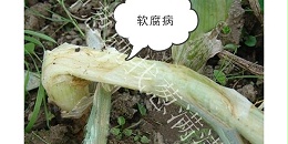 大葱软腐病