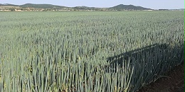 大葱品种：美白一号在内蒙古通辽地区种植表现