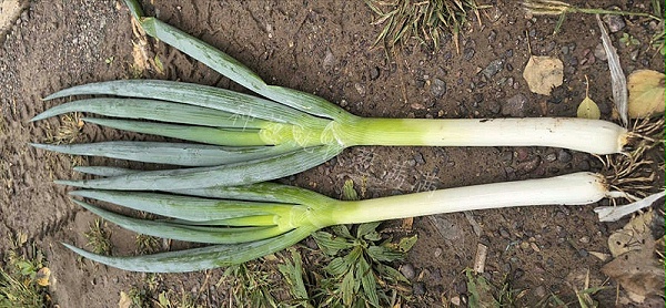 美白一号实拍图