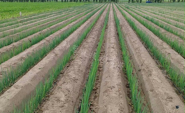 通辽美白一号实拍