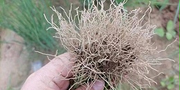 毛细根对种植大葱有多重要?产量全靠它