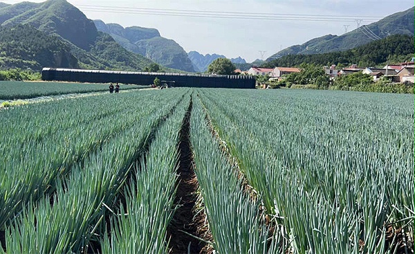 葱满满基地实拍