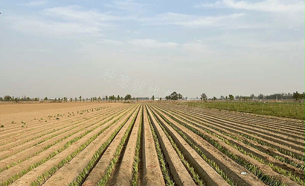 葱满满基地越冬葱移栽