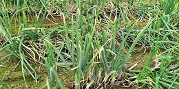 秋天雨后大葱病害高发，这样防治稳高产