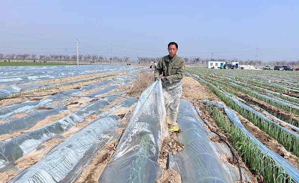 葱满满基地揭膜