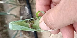 助剂用不好,青虫洗个澡,大葱青虫怎么就这么难打