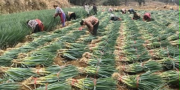 谷贱伤农，大葱市场的春天何时到来