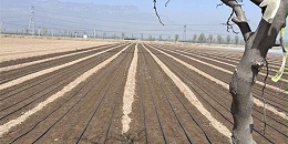 土壤板结对大葱有哪些影响?如何治理大葱土壤板结问题