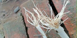 大葱根系发育特点有哪些?葱根发育不良有哪些原因?