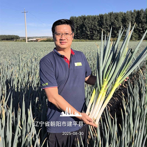 辽宁建平大葱实拍