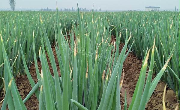 大葱疫病灰霉病 大葱疫病灰霉病