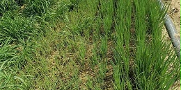 大葱苗床杂草能用除草剂吗?