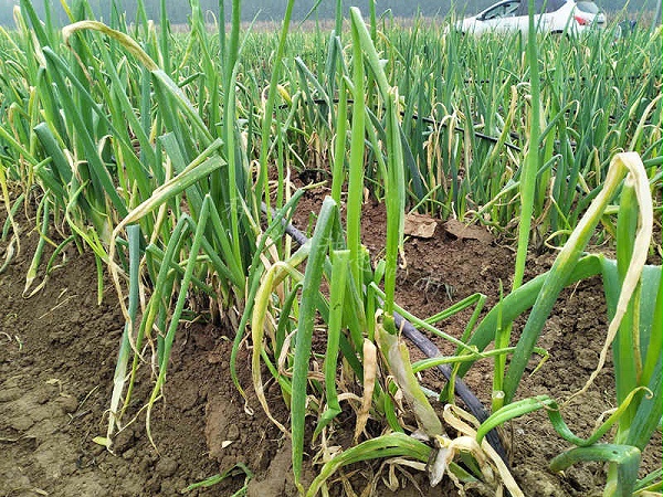 山东大葱雨后病害 山东大葱雨后病害