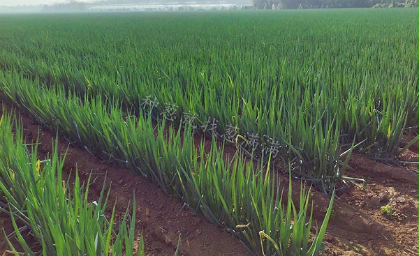 山东实拍 山东实拍