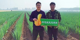 葱满满高级技术老师余建华深入山东种葱主产区进行调研