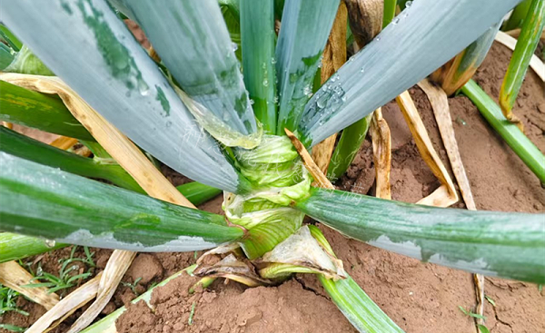 大葱肥水失衡 大葱肥水失衡
