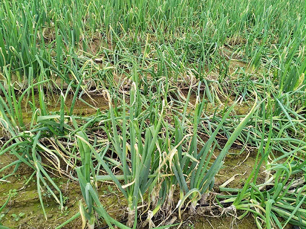 山东大葱倒伏 山东大葱倒伏