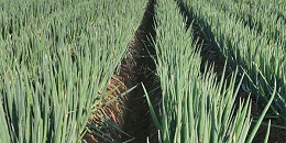 大葱种植合理施肥到底是什么?大葱施肥到底有哪些方式?