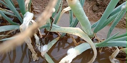 雨后大葱分叉倒伏还开裤如何急救