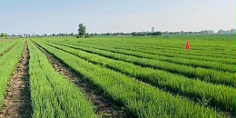 如果你在大葱育苗之前，能看到这篇文章，多好啊