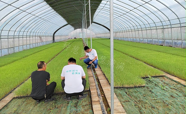 葱满满线下调研