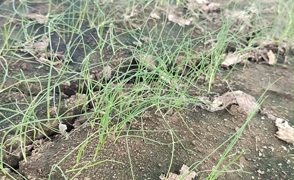 葱苗猝倒病 葱苗猝倒病