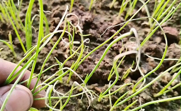 葱苗苗床苗黄苗弱 葱苗苗床苗黄苗弱