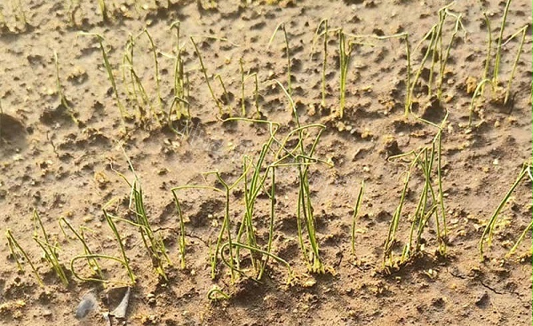 猝倒河北涿州 猝倒河北涿州