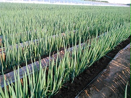 大葱的生长期可分为哪两个时期？葱满满大葱种植技术。