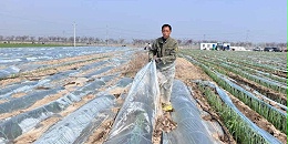 切莫赢了价格战，输了大葱产量