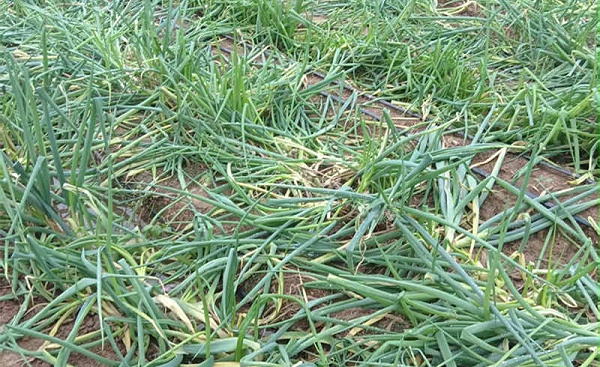 雨后倒伏