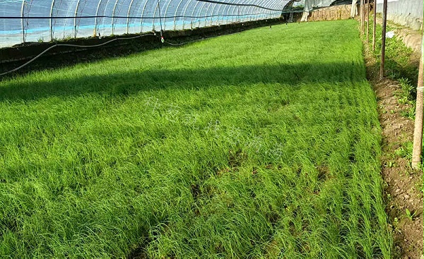 大葱苗床过密