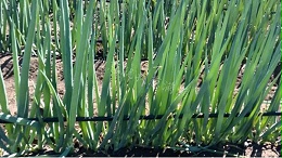 葱满满黑龙江齐齐哈尔美白钢葱大规模种植案例