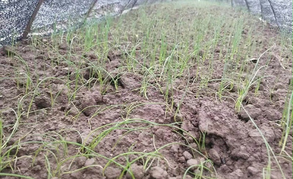 葱苗雨后苗黄苗弱使用后