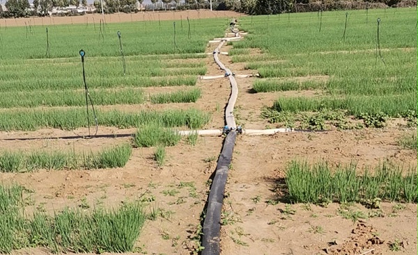 许昌基地葱苗苗床